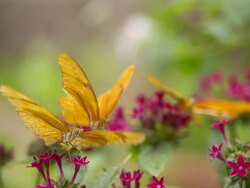 CU Shot of Julia Heliconian orange butterfly on atop pink flower / Santa Barbara, California, United States Stock Footage