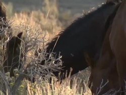 Wild mustang horses in Nevada News Clip