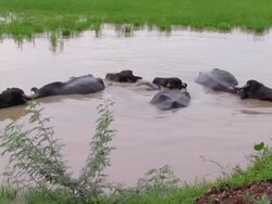 Buffalo Stock Footage