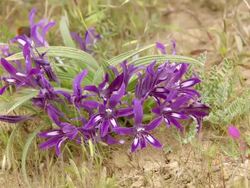 MS Shot of Bobbejantjie plant with purple petals / Namaqualand, Northern Cape, South Africa Stock Footage