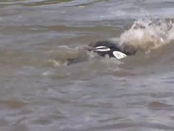 David Walliams on the Last Leg of his Charity Swim News Clip