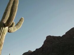 MS TD Cactus against canyon wall / Organ Pipe Cactus National Park, Arizona, United States  Stock Footage