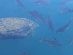 Feeding Fish Stock Footage