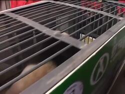 US-born panda emerges from quarantine for first time Instructional Video