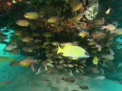 MS POV Shot of Snapper and cardinal fish hiding or drifting with surge below rock ledge covering with sponge and coral / Matola, Maputo, Mozambique Stock Footage