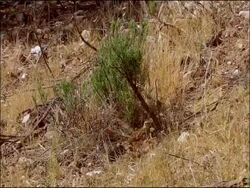 Woodlark (Lullula arborea) a ground-nesting bird, walks away from well-camouflaged nest, Sierra de Andujar, Sierra Morena, Andalucia, Spain Stock Footage