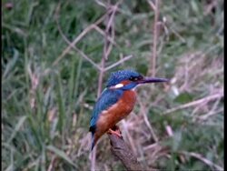 MCU Portrait of kingfisher perching on branch, flies off Stock Footage