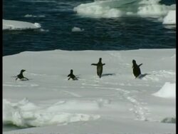 MWA Small group of penguins scurry on bellies across ice into water, Antarctica Stock Footage
