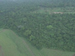 AERIAL WS View of sugarcane plantation and rainforest / Buikwe, Uganda Stock Footage