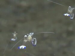 Shrimp Stock Footage