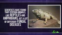 Why Is My Body Temperature 37 Degrees? Instructional Video