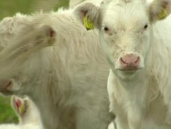 Court to make decision over Badger cull trial in West Country News Clip