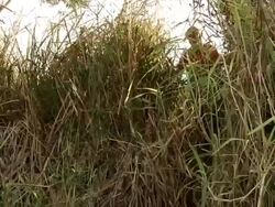MS Fishers going to lake for fishing and carrying fishing material / Mato Grosso do Sul, Brazil Stock Footage
