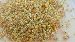 dried flowers daisy Stock Footage