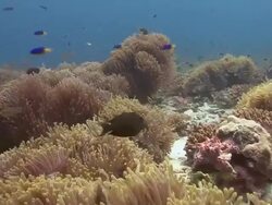 Sea Anemone's Stock Footage