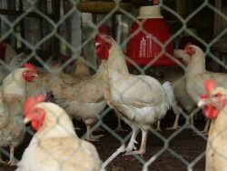 Chicken cage Stock Footage