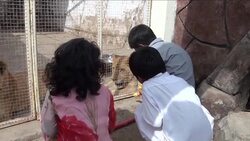 CLEAN : Thats purr fect Pakistani pet lion gives birth to five cubs News Clip