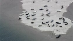 Seals In Holkham Bay  - Aerial View - England, Norfolk, United Kingdom Stock Footage