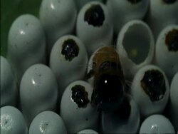 CU Caterpillar emerging from egg, amongst others, Botswana Stock Footage