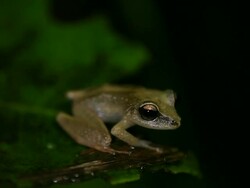 Grenada Frog Stock Footage