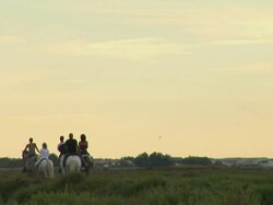 HD: Horse Riding Stock Footage