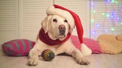 beautiful adult labrador in a cap of Santa Claus Stock Footage