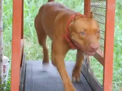 Pit bull Stock Footage