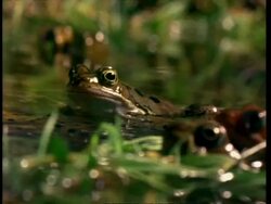 Common frog (Rana temporaria), mcu Stock Footage