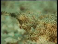 Seamoth moving over seabed, Kapalai, Borneo, Malaysia Stock Footage