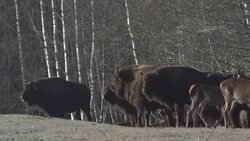 Bisons and red deer in the forest Stock Footage