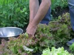 Harvesting Lettuce Stock Footage
