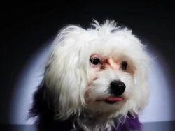 Dog Fashion Stock Footage