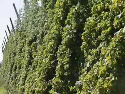 MS Shot of Hop field (Humulus lupulus) / Mainburg, Hallertau, Bavaria, Germany Stock Footage