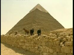 MS Several goats graze on rough hewn stone wall in front of pyramid, Egypt Stock Footage