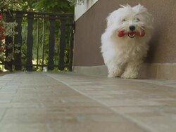 HD SLOW MOTION: Dog Bringing A Toy Bone Stock Footage