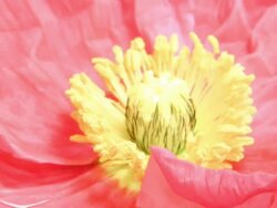 Poppy blooming HD Stock Footage