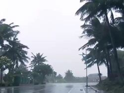 Palm Trees Blow In Hurricane Wind Stock Footage