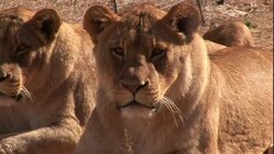 Lionesses rest and watch. Stock Footage
