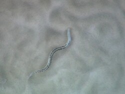 Caenorhabditis elegans (C.elegans): model organism for laboratory use Stock Footage