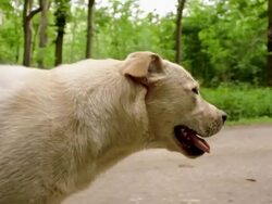 SLO MO Labrador retriever running on a road through forest Stock Footage