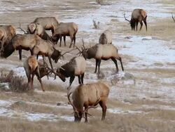 MS Shot of bull elk fighting at dusk with herd / Estes Park, Colorado, United States Stock Footage