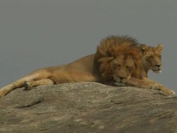 Lion and lioness (Panthera leo) on rock, Tanzania Stock Footage