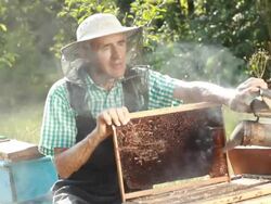 Beekeeper Stock Footage