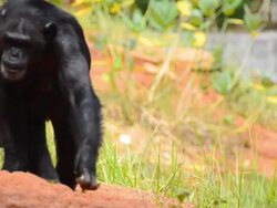 Chimpanzee Stock Footage