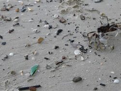 Sand Crab Stock Footage