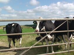 Dairy Farm Stock Footage