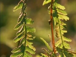 MS Sunlit beetle crawling down plant stem, England Stock Footage