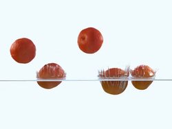 CU TD SLO MO Shot of Clementines, citrus reticulata, Fruits falling and splashing into Water against White Background / Calvados, Normandy, France Stock Footage