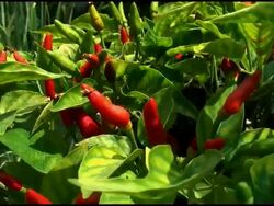 Red Chilli Plant Blowing in Garden Breeze Stock Footage