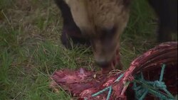 A bear tears at a slab of ribs. Stock Footage